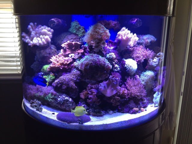 180 Gallon Half Cylinder Glass Reef-Ready Aquarium Set in Abyss Black