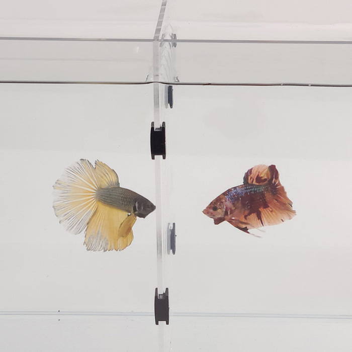 Acrylic Divider Plate for 6 Gallon Bookshelf Aquariums - BLACK