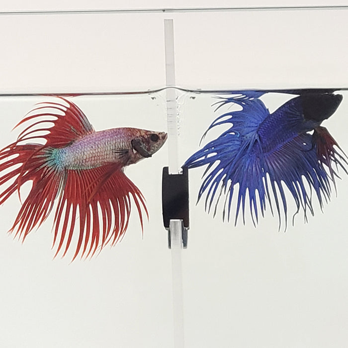 Acrylic Divider Plate for 16 Gallon Bookshelf Aquariums - CLEAR